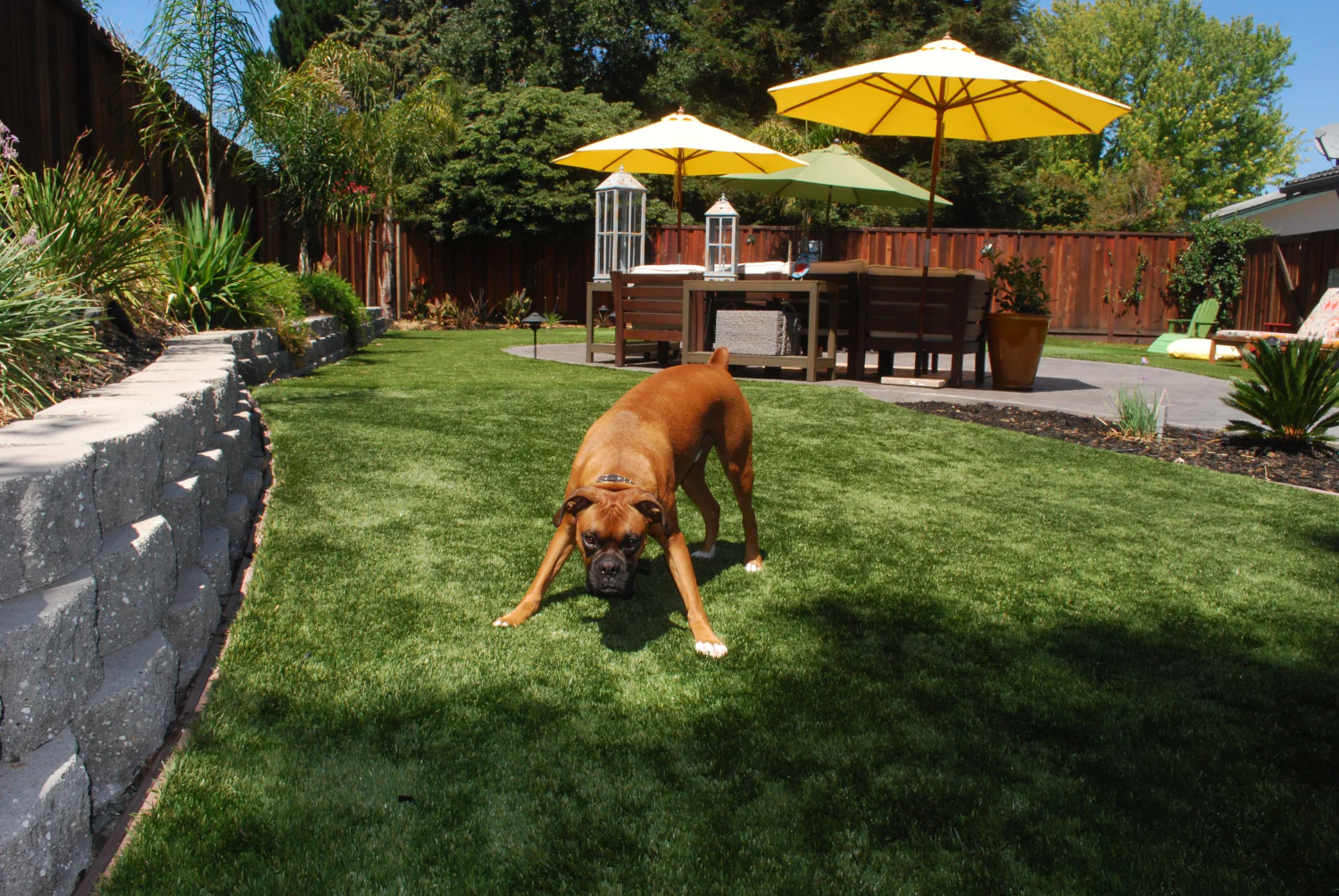An energetic boxer dog enjoying pet-friendly artificial turf in a beautifully maintained backyard with patio seating and large yellow patio umbrellas.